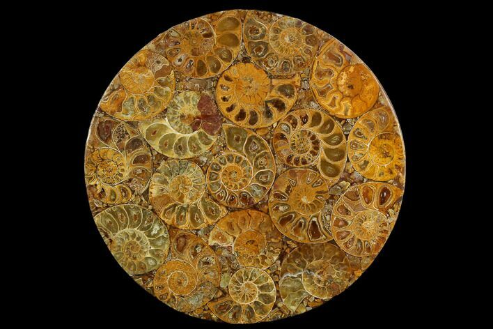 Composite Plate Of Agatized Ammonite Fossils #130568